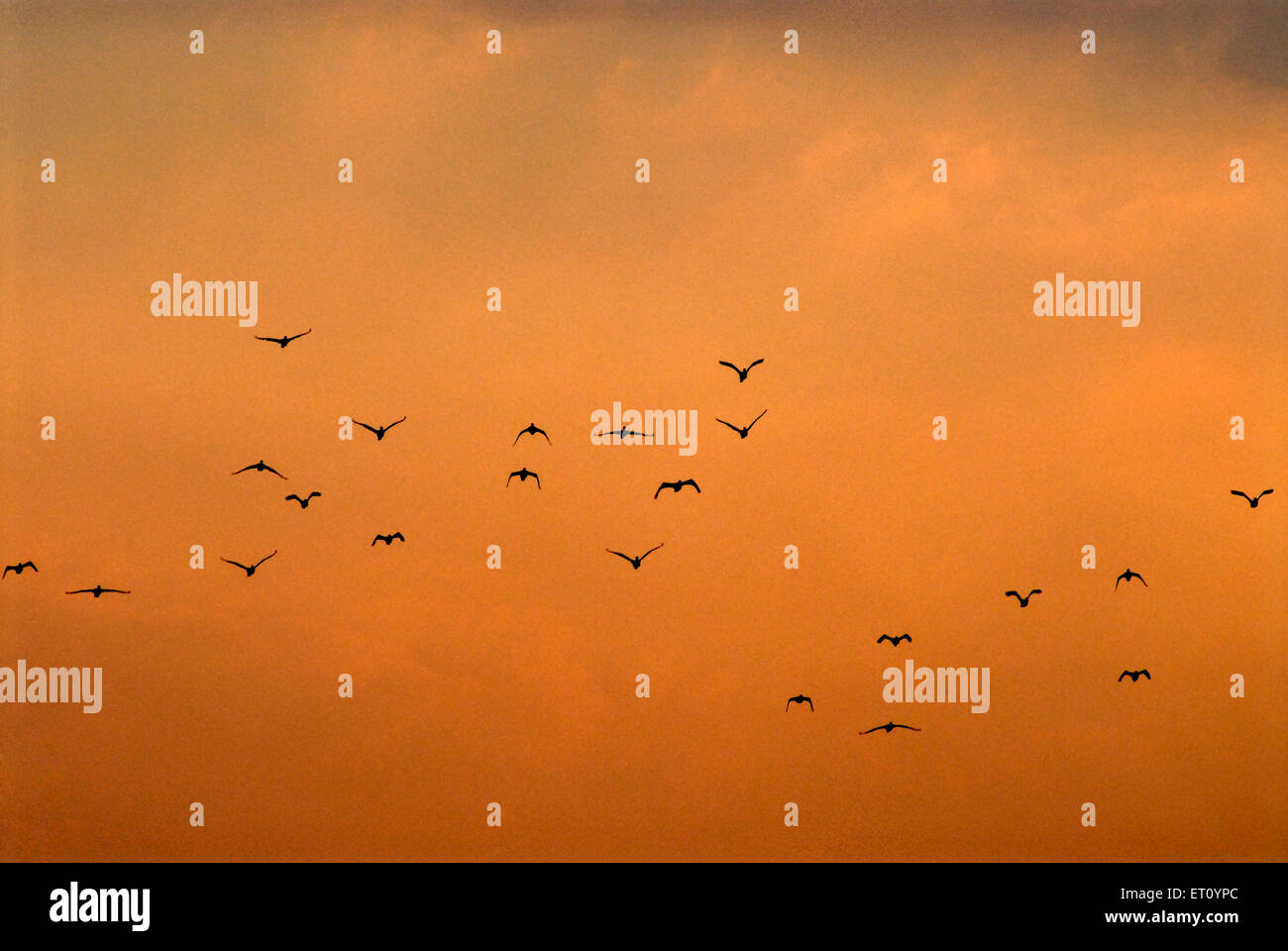 Wild ducks birds flying Stock Photo