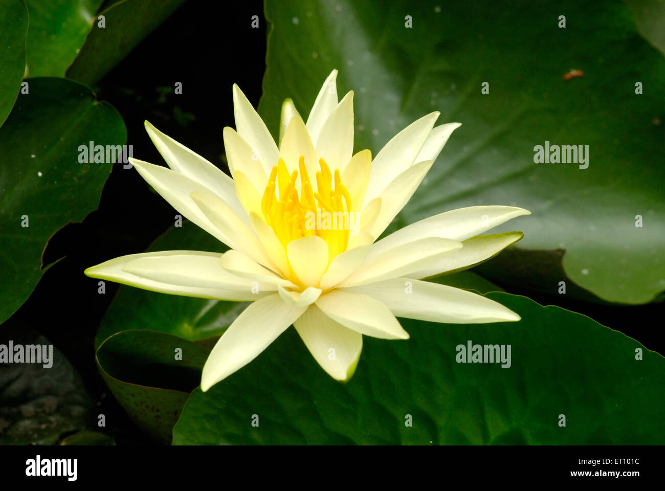 Lotus with yellow pollen lotus, nelumbo nucifera, indian lotus, sacred lotus, bean of india, egyptian bean Stock Photo