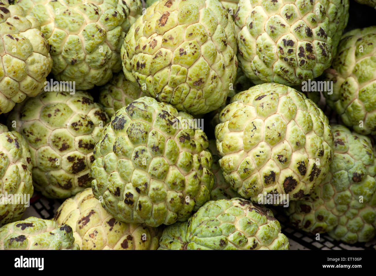 Heap of custard apple fruit ; annona squamosa ; Ozar ; Pune ; Maharashtra ; India ; Asia Stock Photo