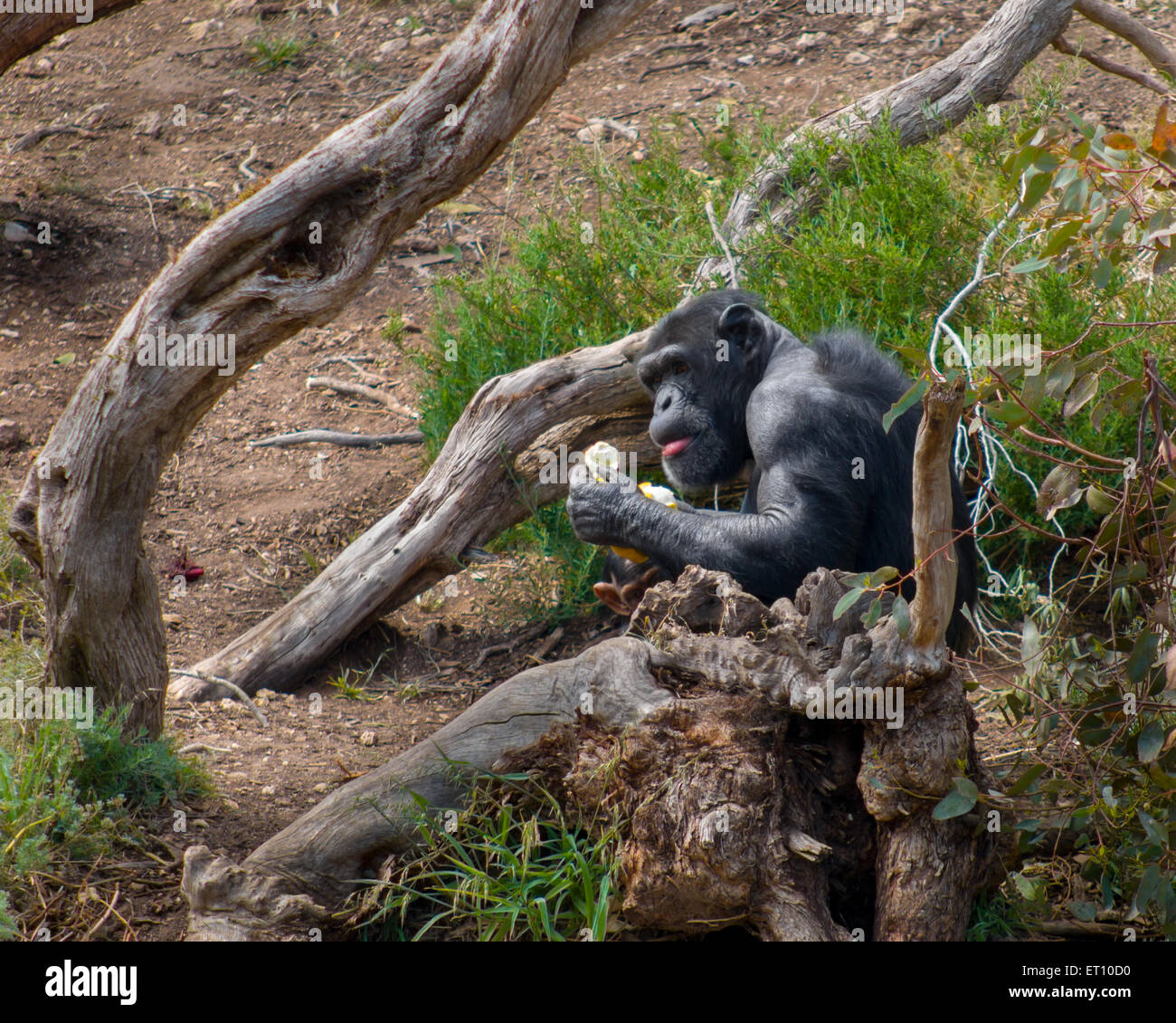 Chimpanzees  in Monarto  Zoo, Adelaide, SA, Australia Stock Photo