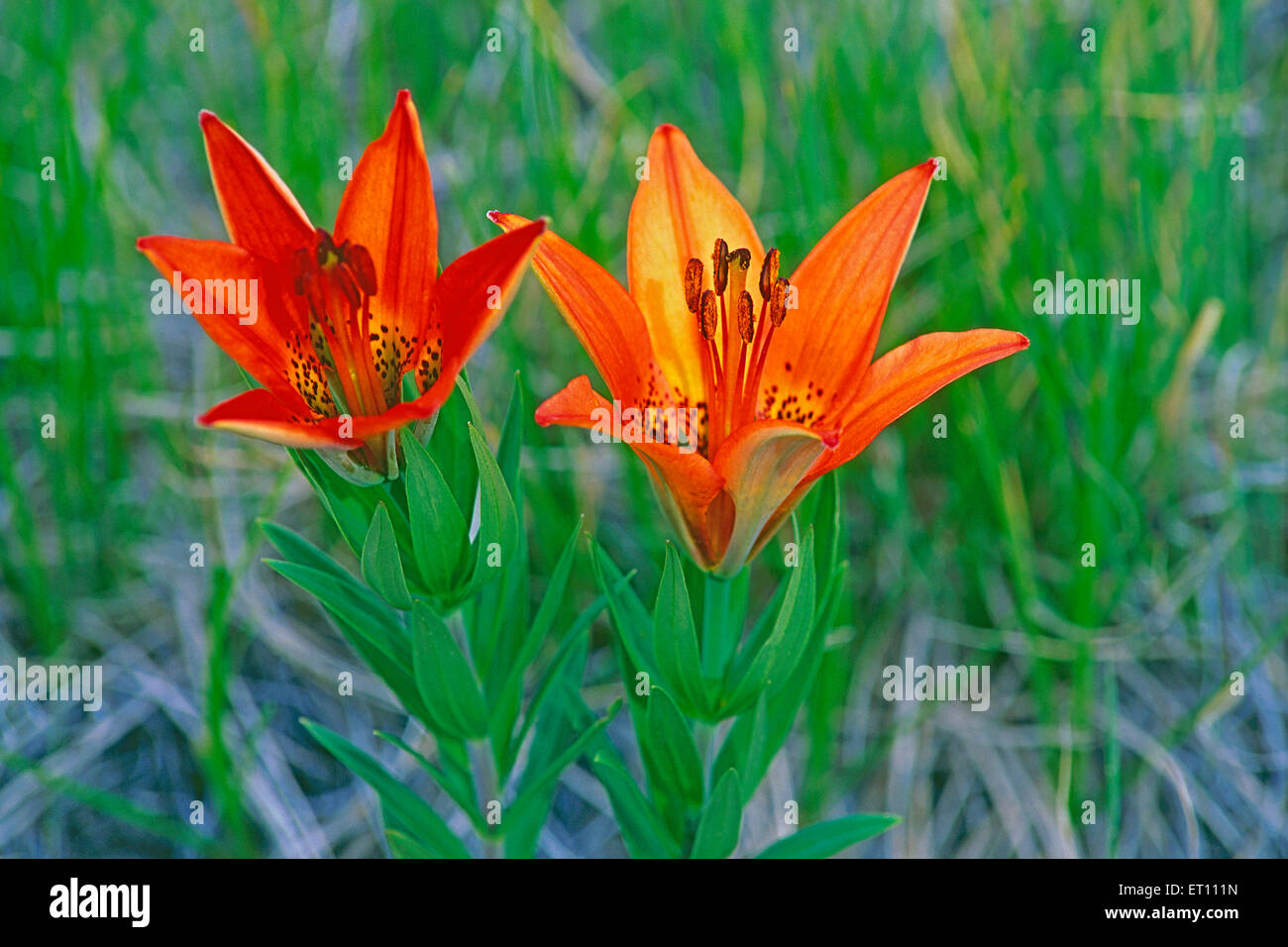 Wildflowers Rocky Mountain Lily or Wood Lily, closeup,( Lillium philadelphicum ) Stock Photo