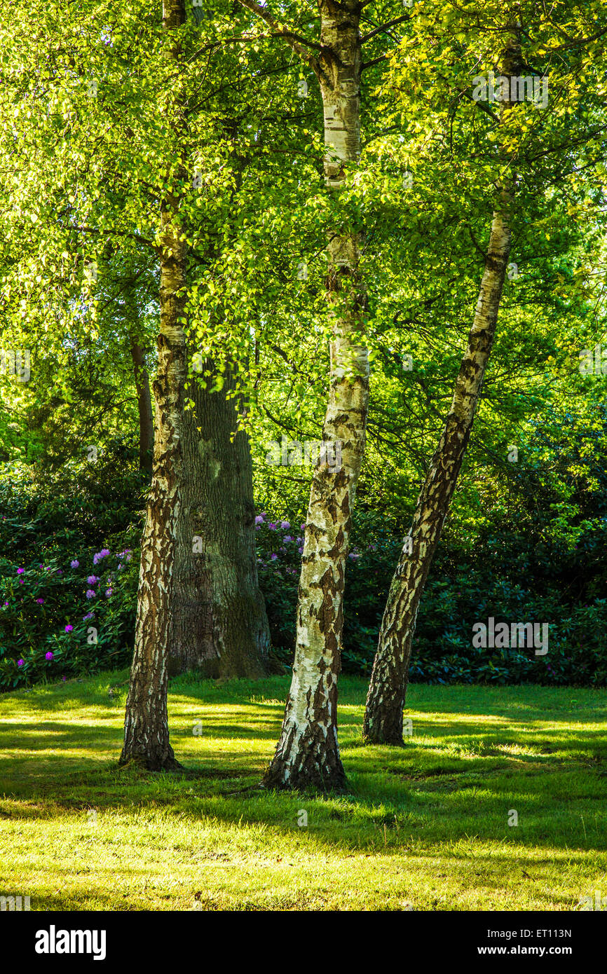 Evening light shines through the foliage of a copse of silver birch trees in the woods of the Bowood Estate in Wiltshire. Stock Photo
