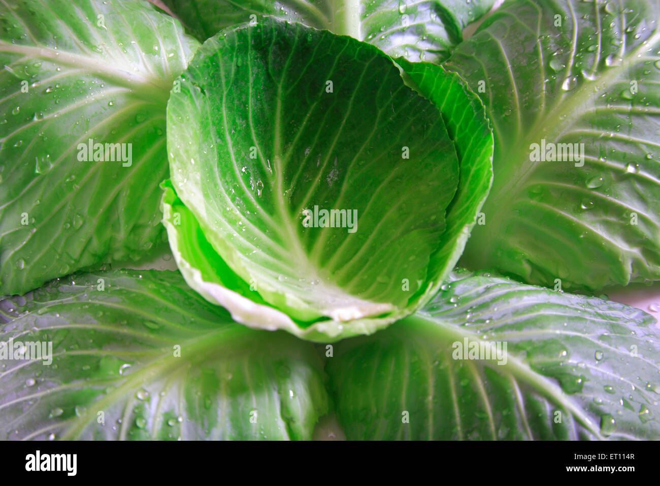 Green vegetable ; water drops on pattagobi cabbage Stock Photo