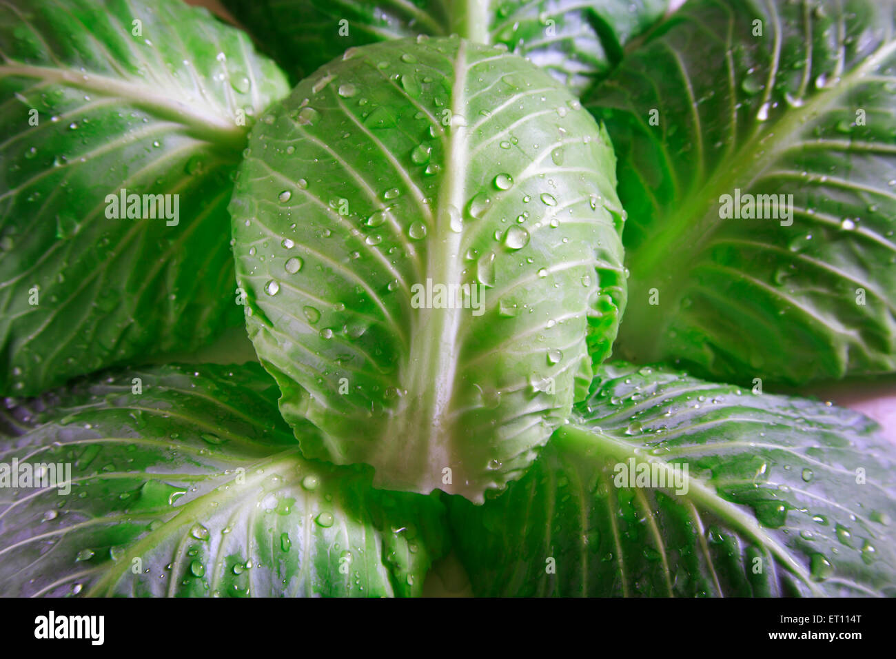 Green vegetable ; water drops on pattagobi cabbage Stock Photo