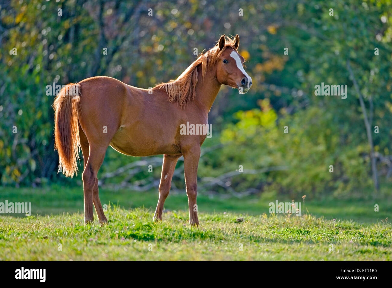 Chestnut Arabian Horse,Yearling standing in meadow Stock Photo