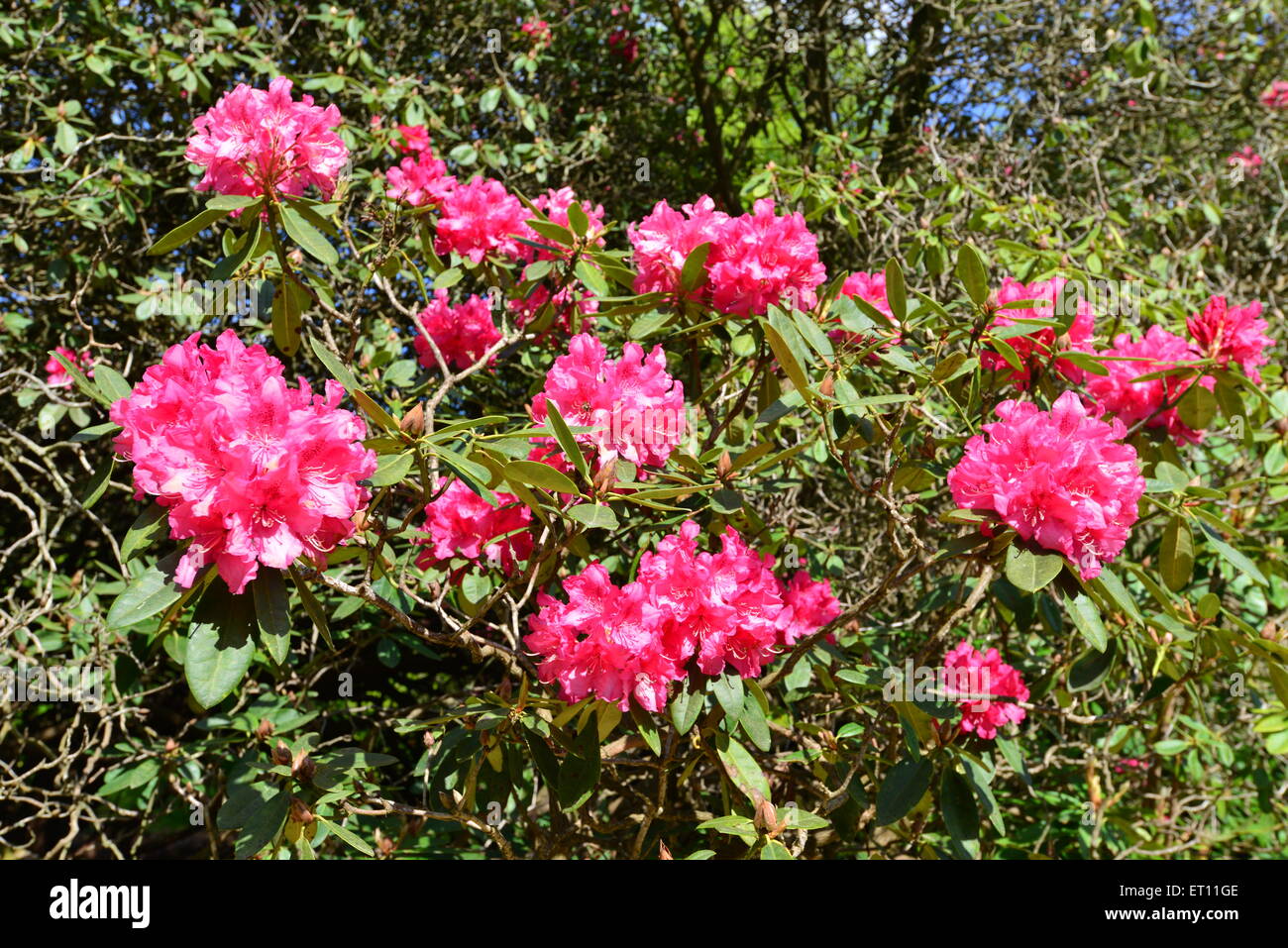 Sheffield Park country estate in England Stock Photo Alamy