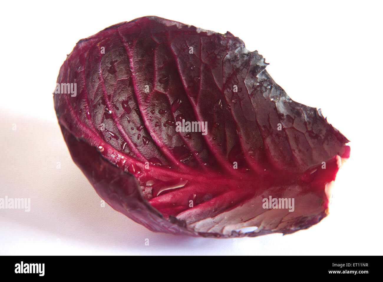 Vegetable ; pattagobi cabbage purple reddish blue violet on white background Stock Photo