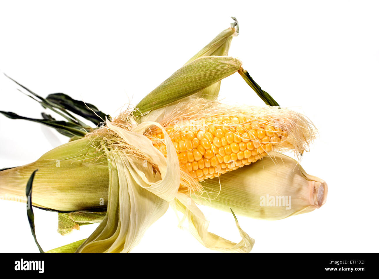 Two ears of fresh, uncooked corn on the cob.  One ear, partially shucked (leaves peeled back) is laying across the other ear. Stock Photo