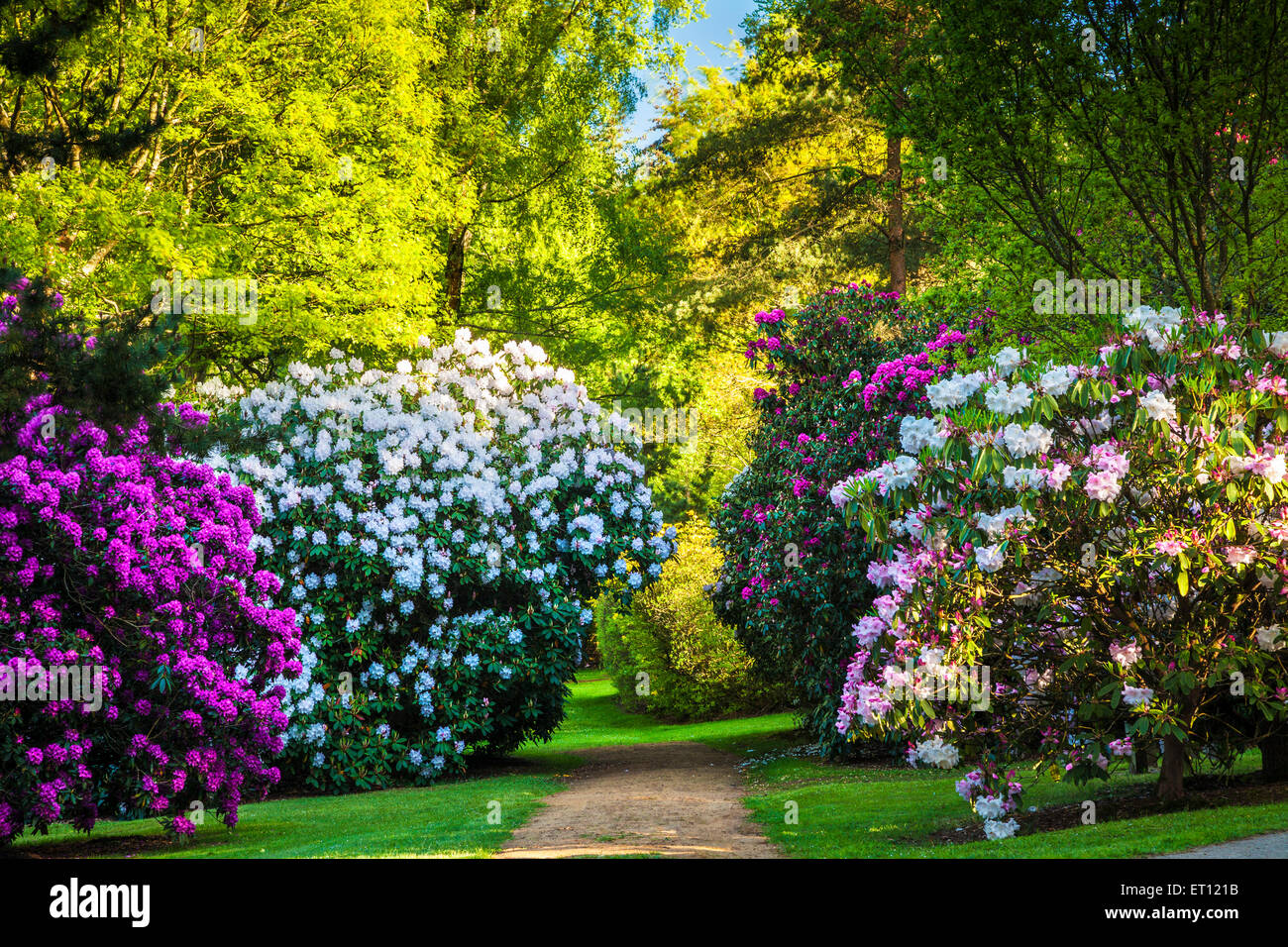 Rhododendrons on the Bowood Estate in Wiltshire. Stock Photo