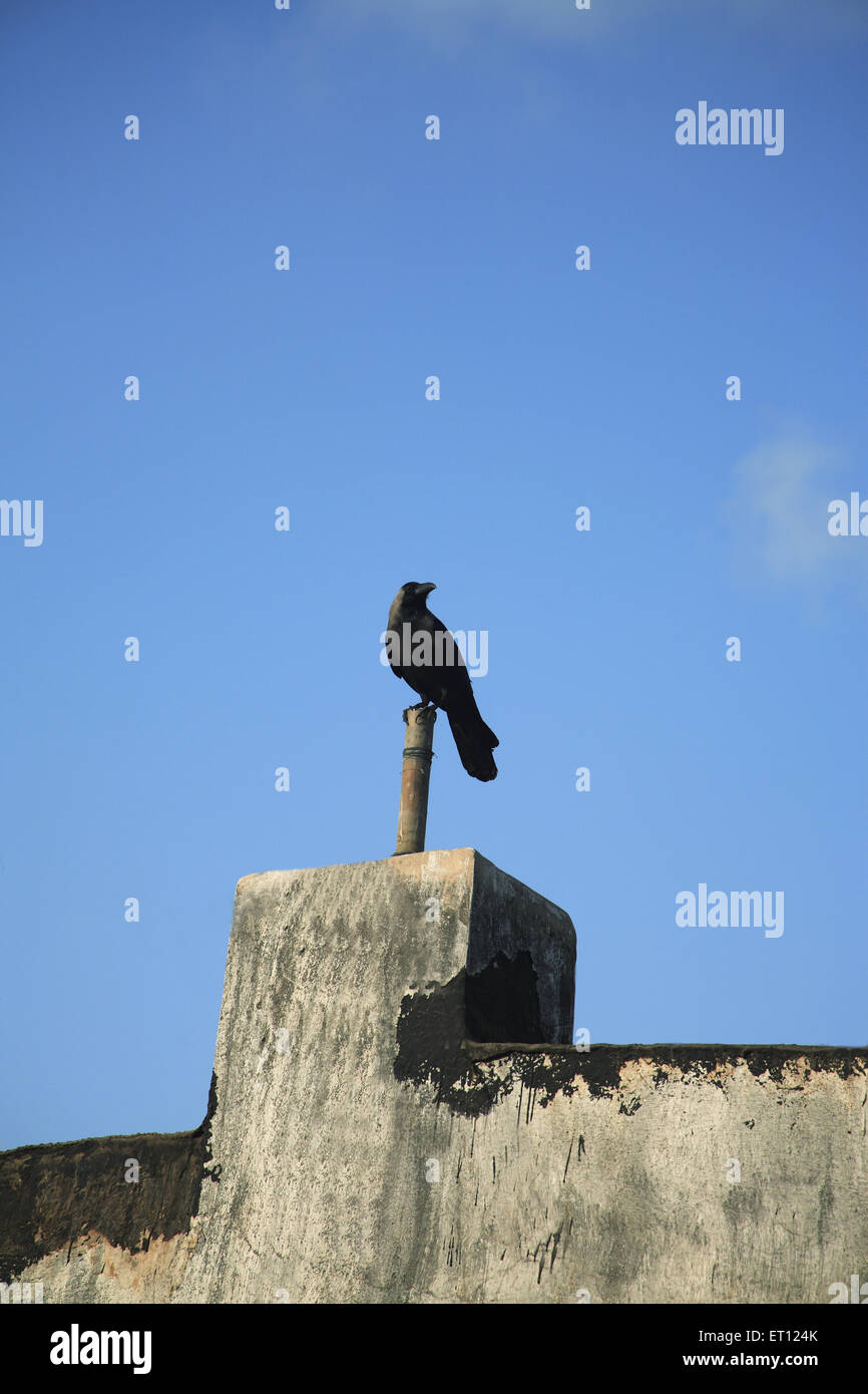 Crow sitting on a pole Stock Photo