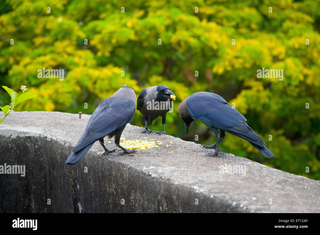 Crows eating Stock Photo