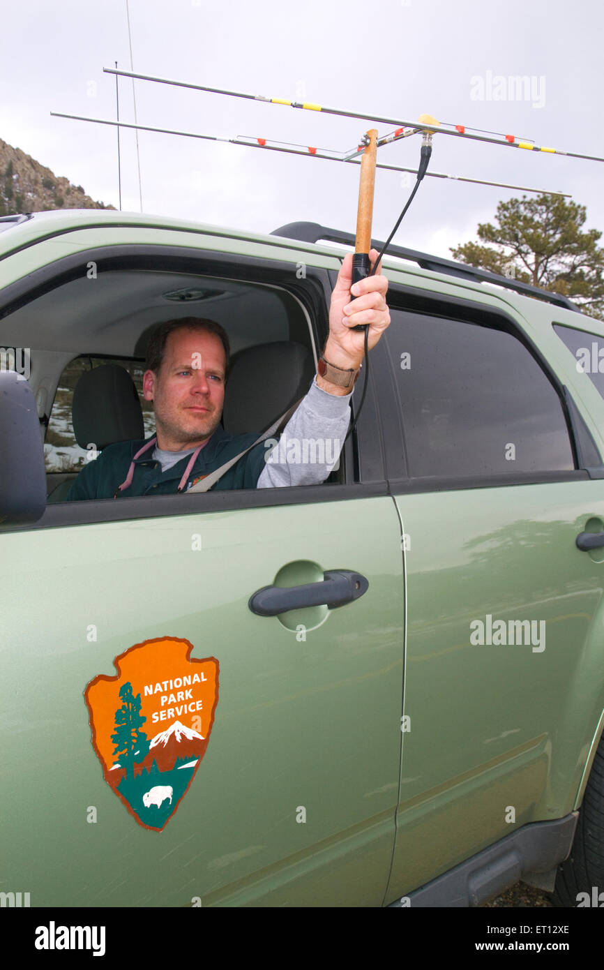 National Park Service biologist using a radio tracking device to monitor elk in Rocky Mountain National Park, Colorado,  USA. MR Stock Photo