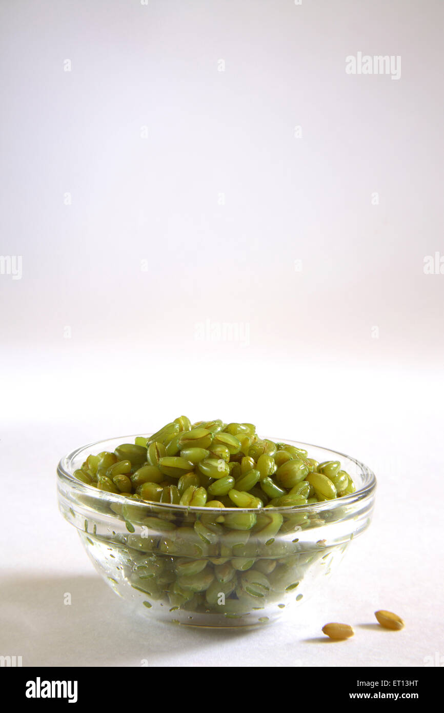 Food grains ; fresh roasted wheat for breakfast ; Bombay Mumbai ; Maharashtra ; India Stock Photo