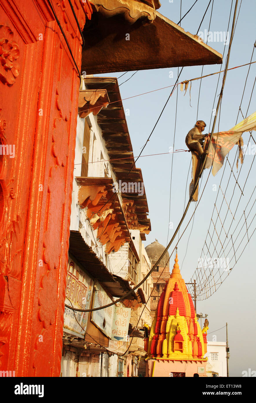 Monkey on wire ; Mathura ; Uttar Pradesh ; India Stock Photo