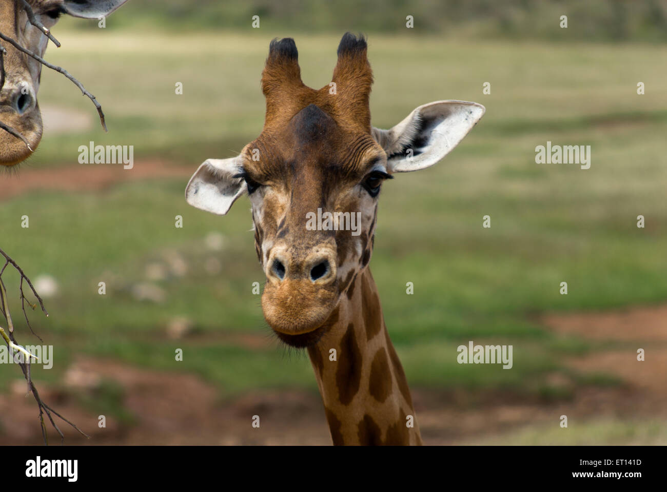 African giraffe in Monarto  Zoo, Adelaide, SA, Australia Stock Photo