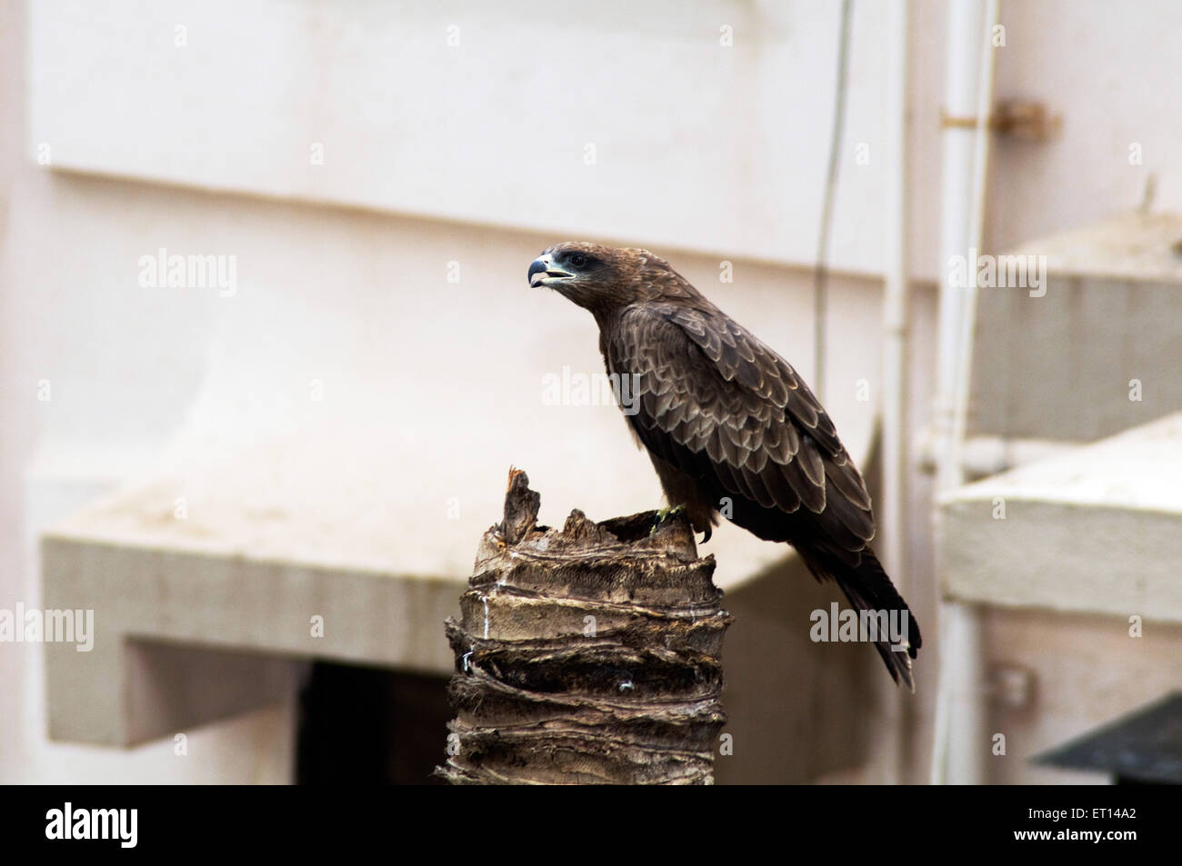 Black Kite Milvus migrans Stock Photo