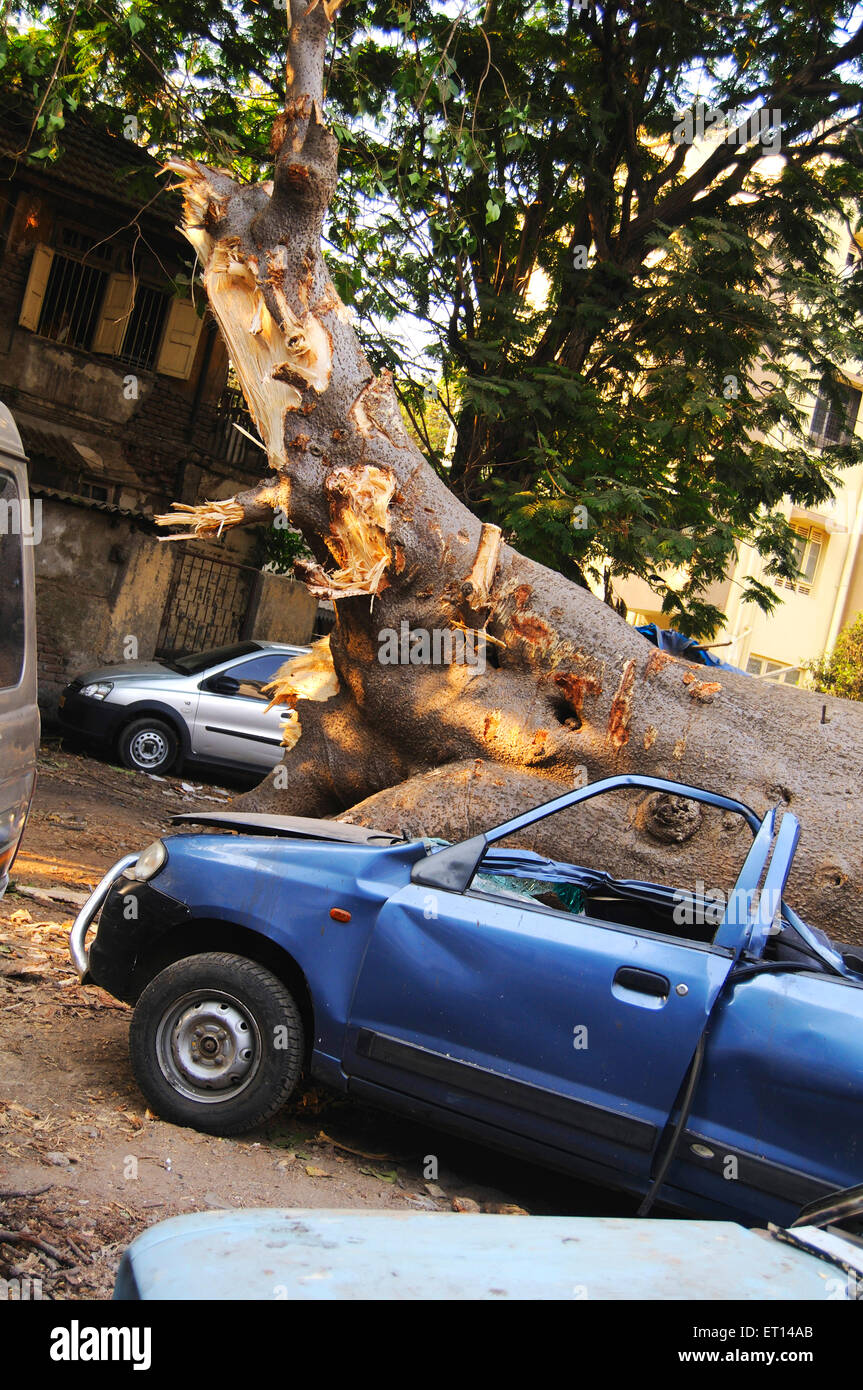 Havoc caused by hundred year old tree fall on cars at Dadar ; Bombay Mumbai ; Maharashtra ; India 9 March 09 smashing Stock Photo