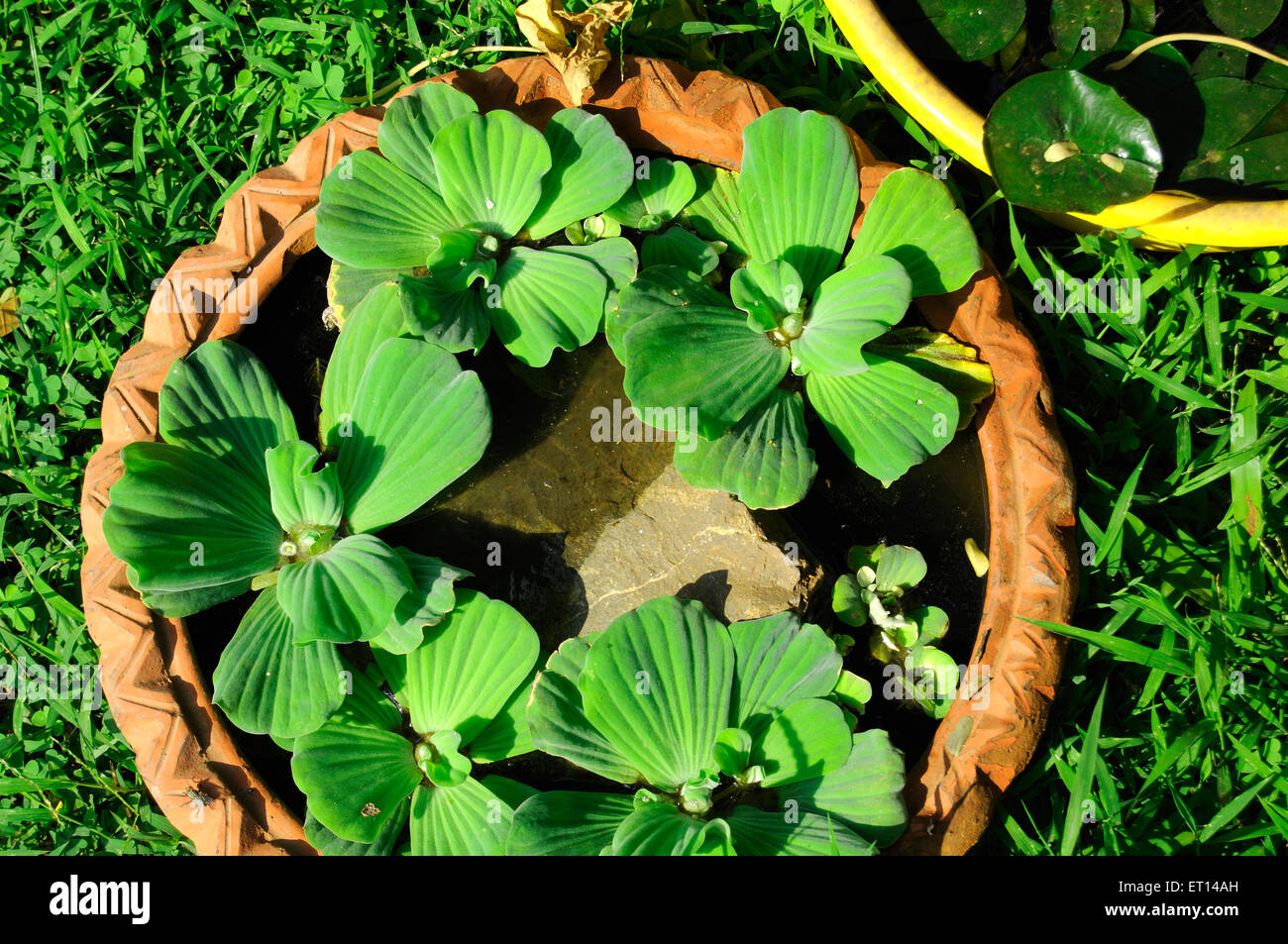 Pistia water lettuce water rose water cabbage Stock Photo