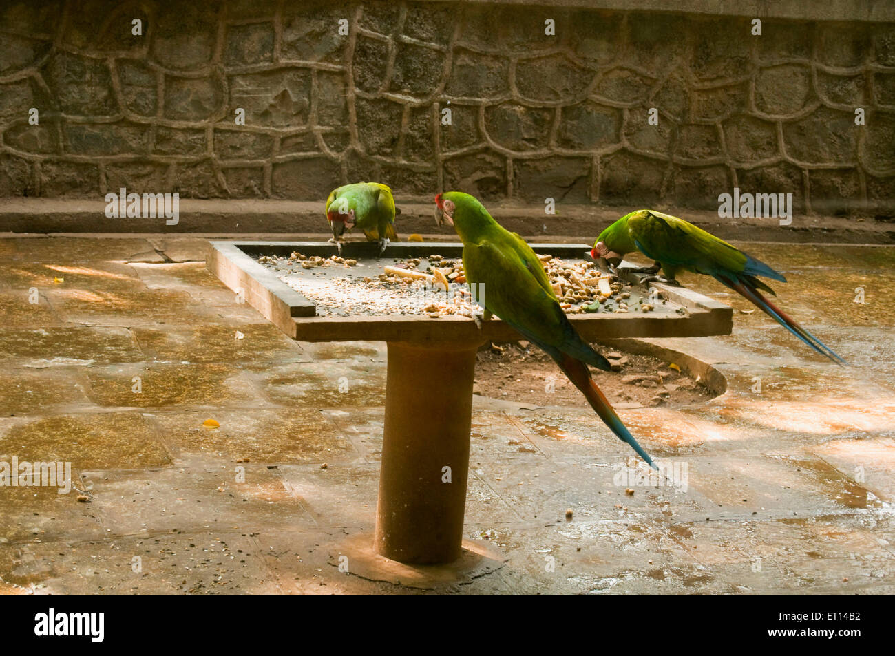 parrots feeding bird feeder bird table tray feeder Stock Photo