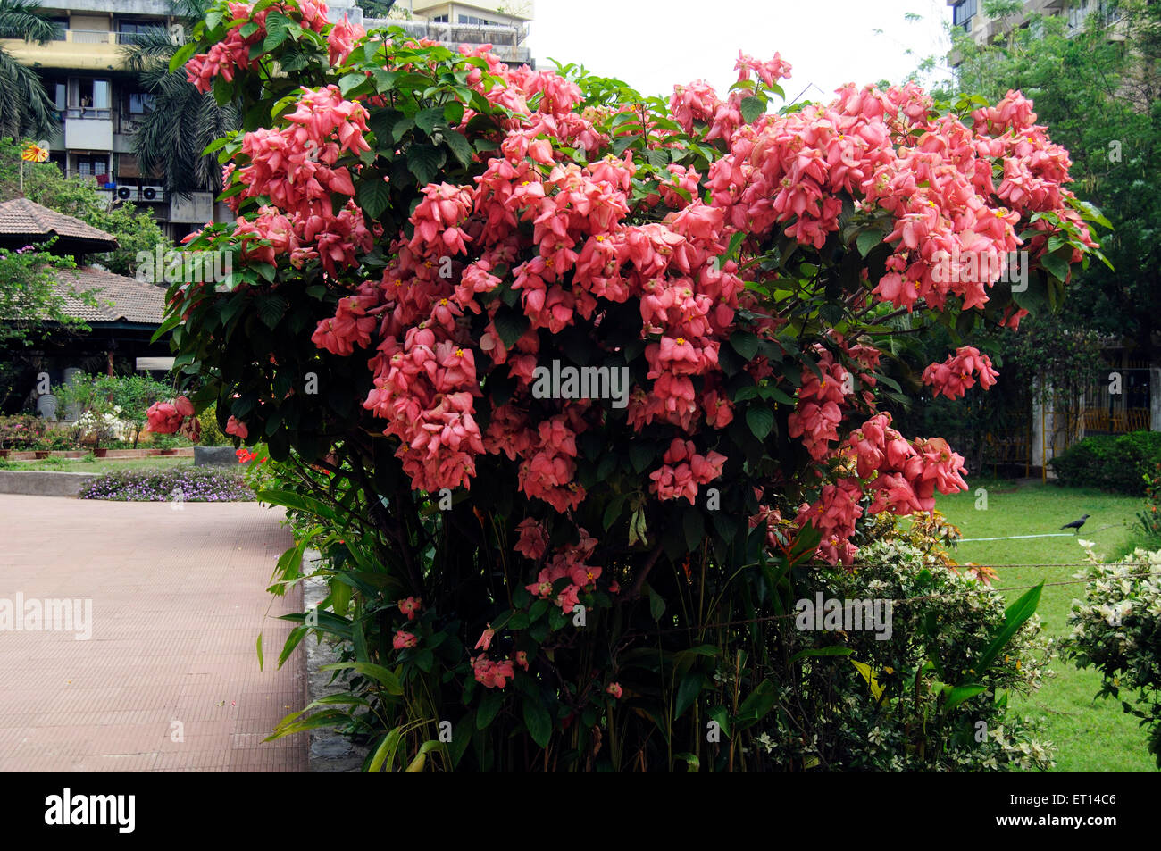 Flowering tree muchhanda, Mussaenda erythrophylla, Ashanti blood, red flag bush, tropical dogwood Stock Photo