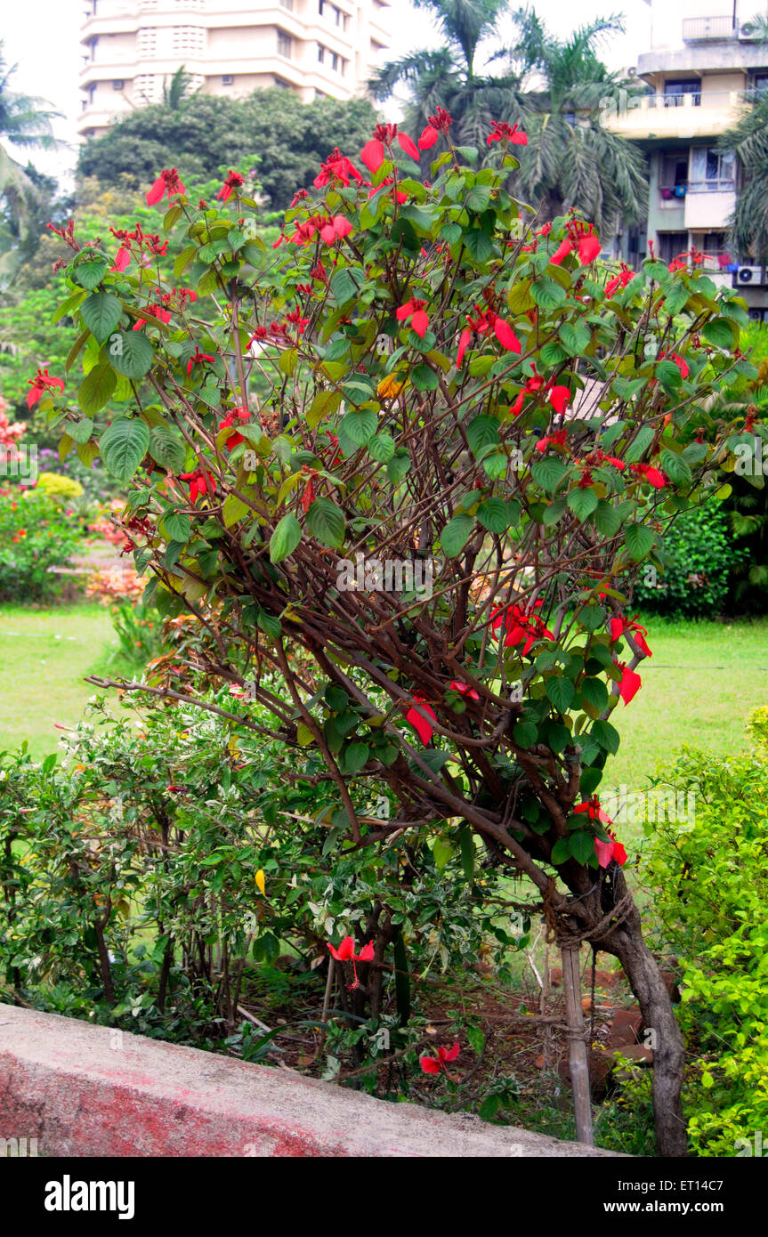 red flowering tree Stock Photo