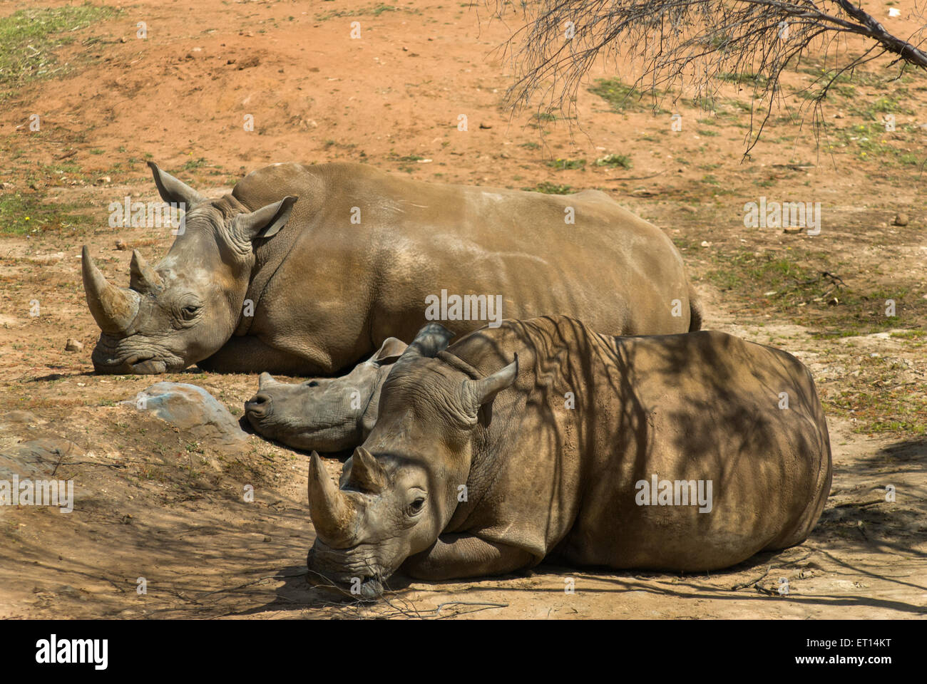 African rhinoceros  in Monarto  Zoo, Adelaide, SA, Australia Stock Photo