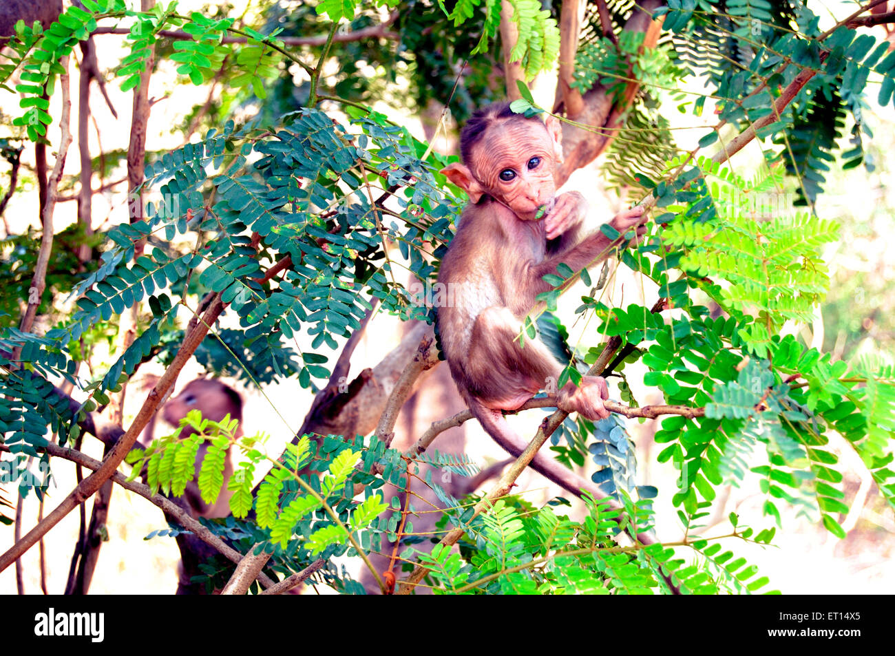 Young monkey sitting on tree ; india ; asia Stock Photo