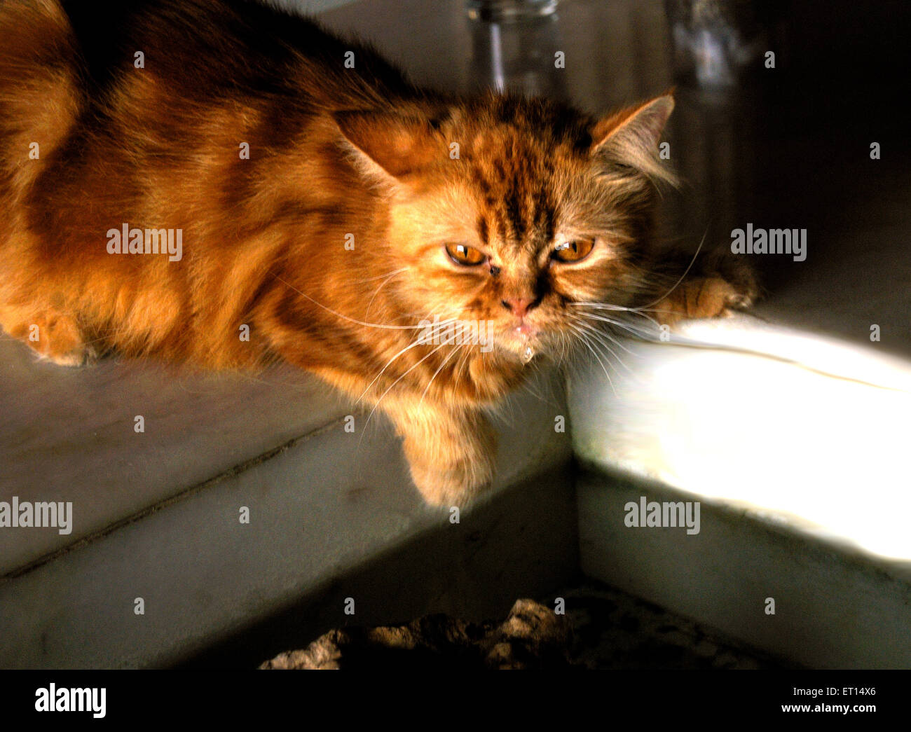 Persian Cat Outside Hi Res Stock Photography And Images Alamy