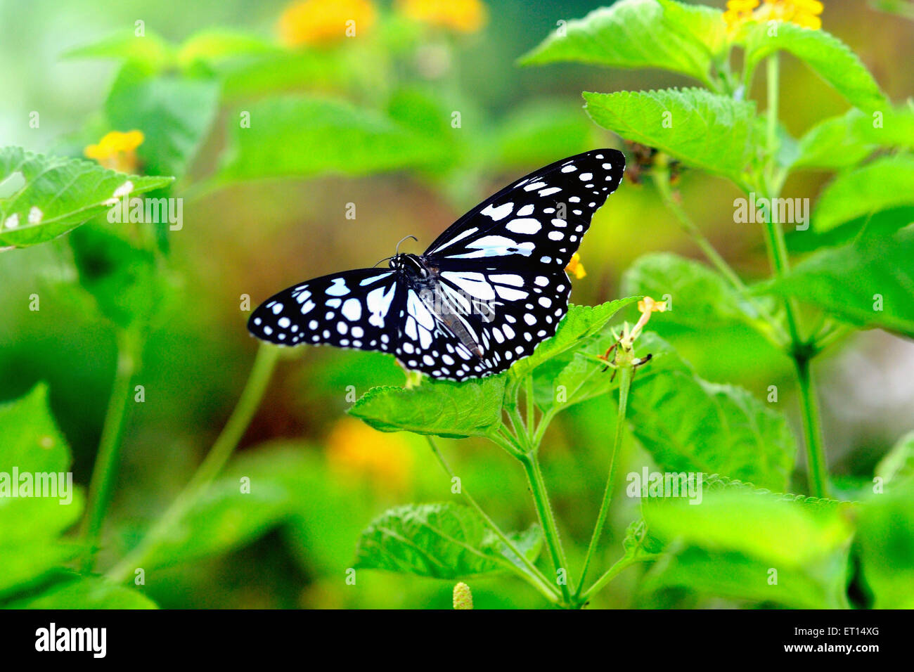 Blue tiger butterfly, Tirumala limniace Stock Photo