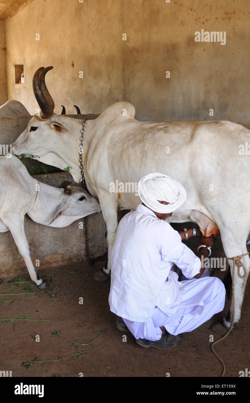 Milking cows india hires stock photography and images Alamy