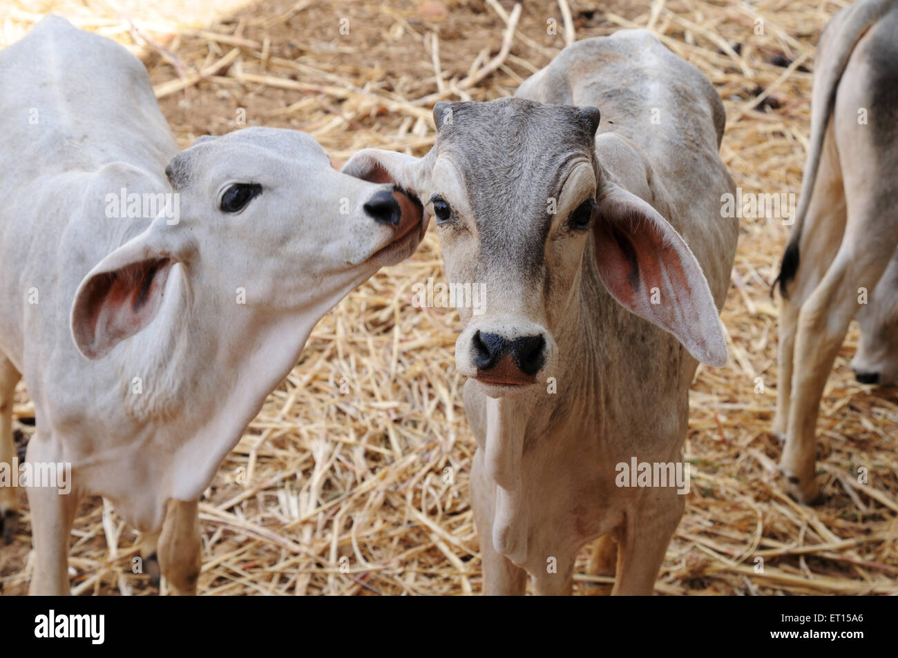 Cows in cow shelter, herd of cows, Bhuj, Kutch, Gujarat, India Stock Photo