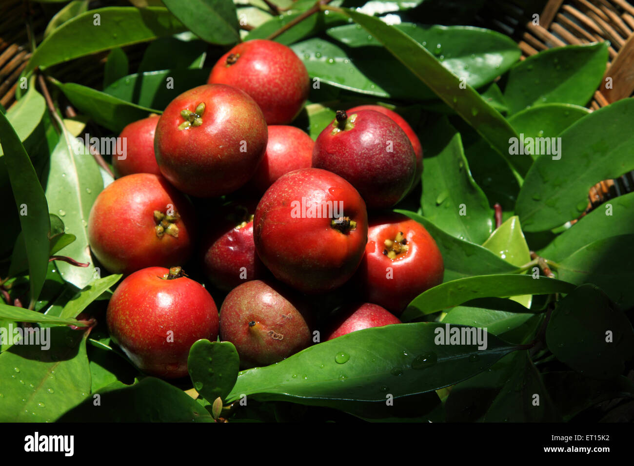 Kokum hires stock photography and images Alamy