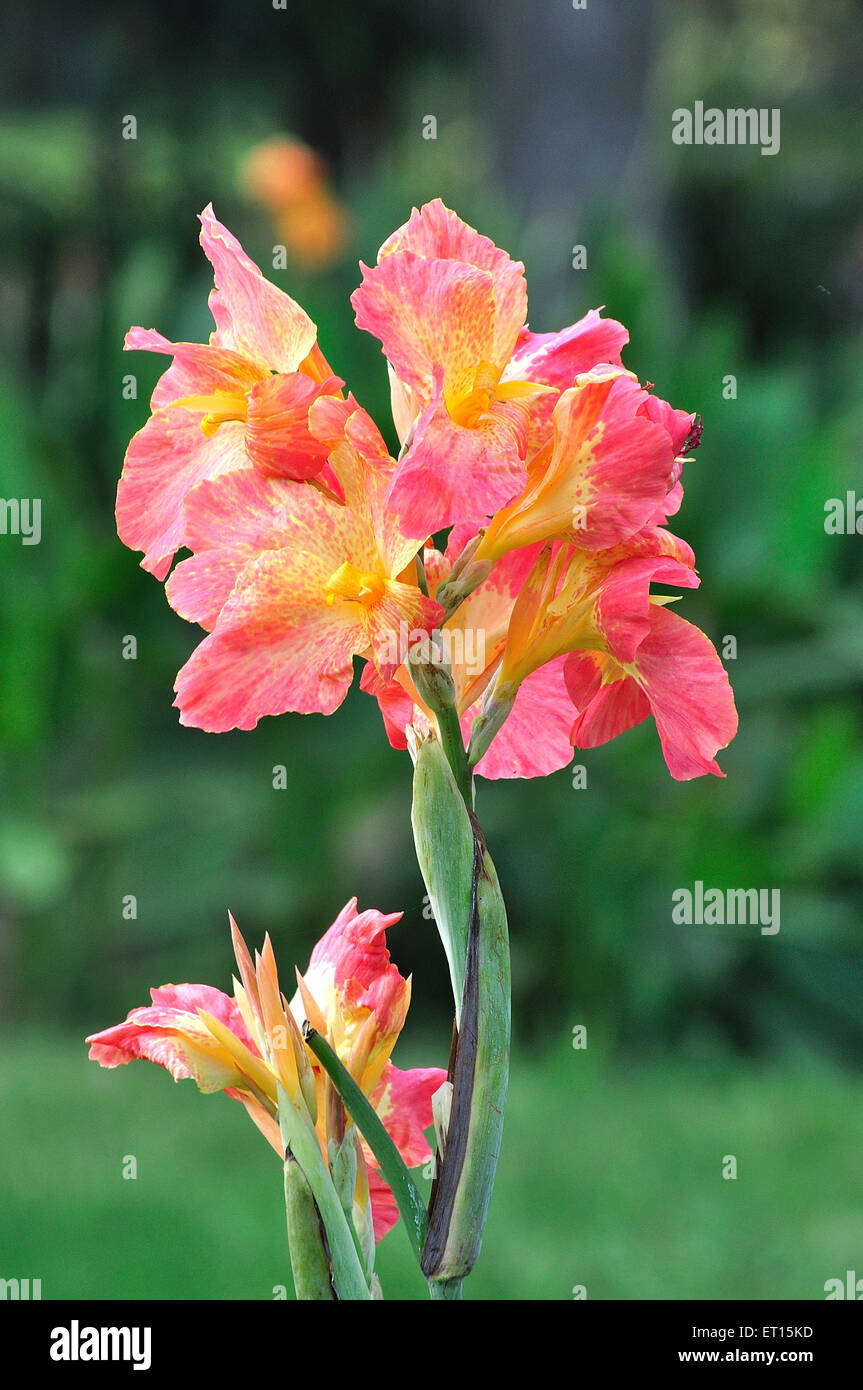 Indian wild flower hi-res stock photography and images - Alamy
