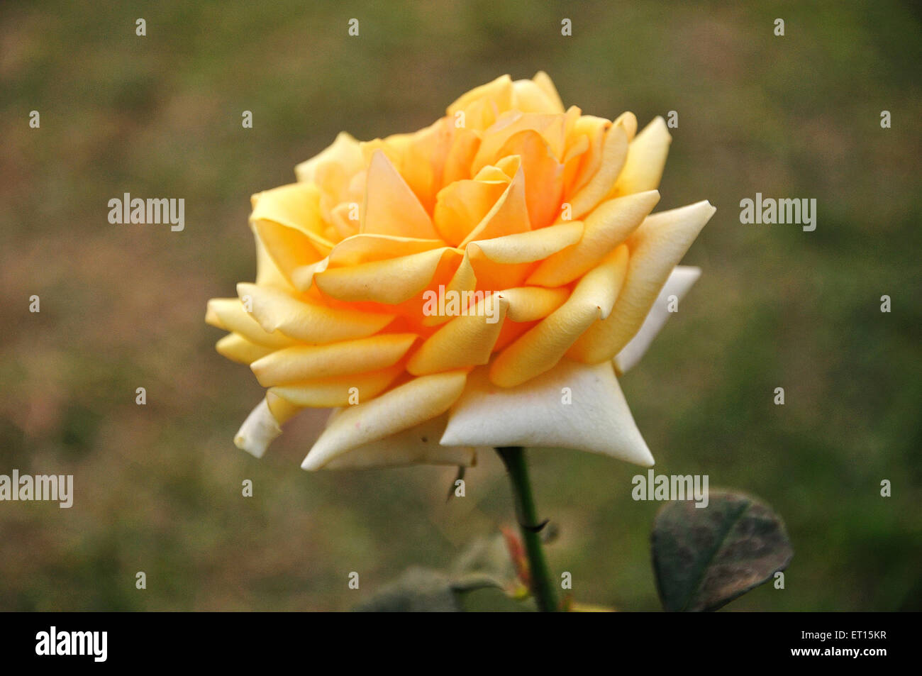 yellow white rose Stock Photo