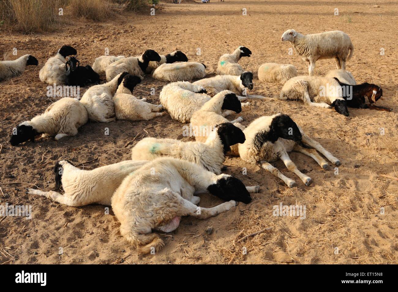 Sheep flock, herd of sheep, domestic sheep, domesticated, livestock, Bhuj, Kutch, Gujarat, India Stock Photo