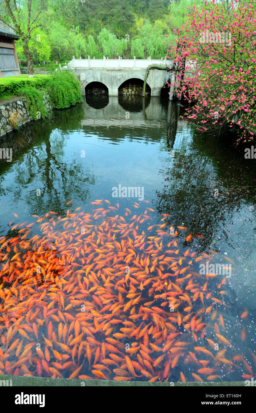 Goldfish pond, Dong Yang palace, Lu Residential Complex, Imperial Palace, Dongyang, Tungyang, South China, China, Chinese Stock Photo