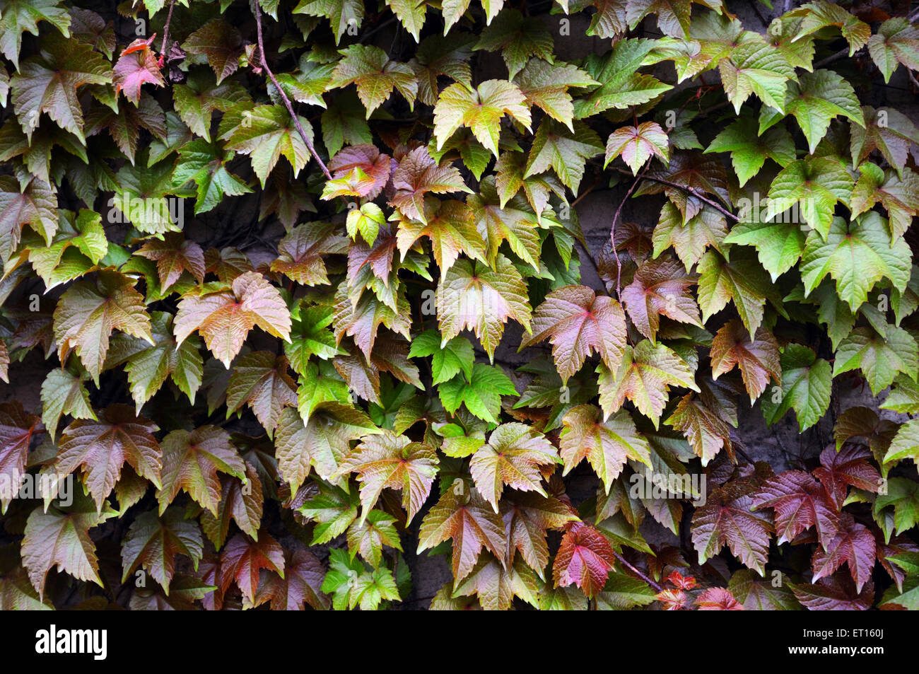 Colorful leaves, Dong Yang, Dongyang, Jinhua, Zhejiang, China, Chinese Stock Photo