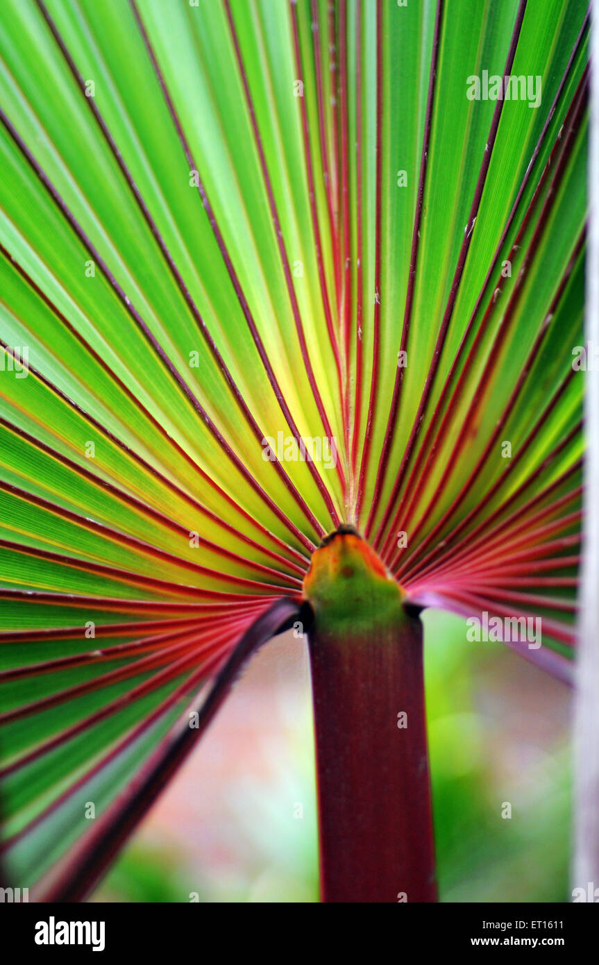 cocktail palm tree green leaf Stock Photo