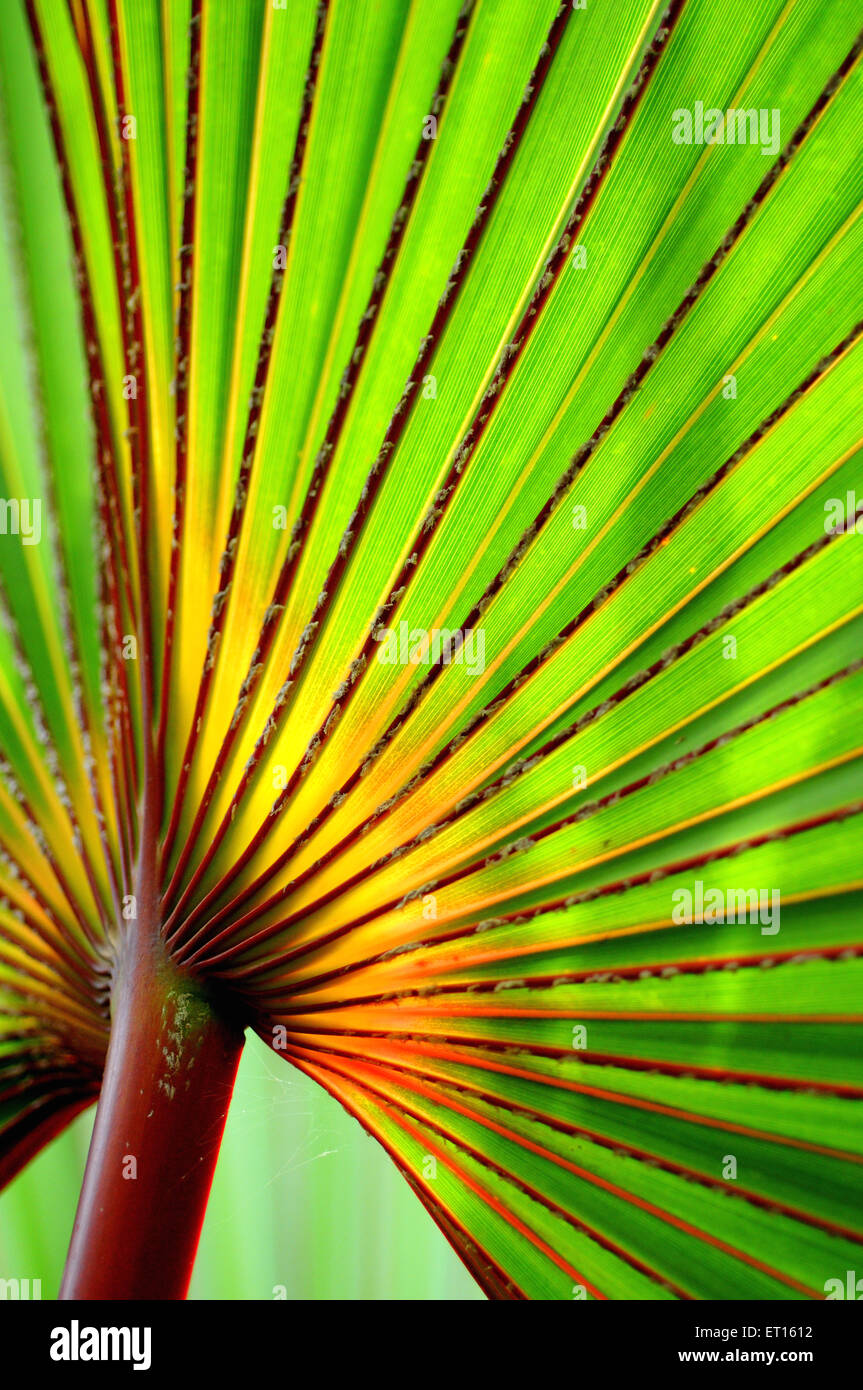 cocktail palm tree green leaf Stock Photo
