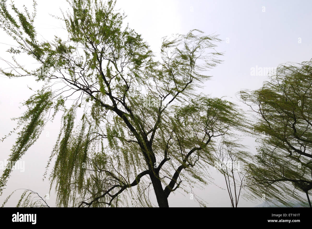 Weeping willow, Salix babylonica, Babylon willow, plant, tree, Summer Palace, Xinjiangongmen Road, Haidian District, Beijing, China, Chinese Stock Photo