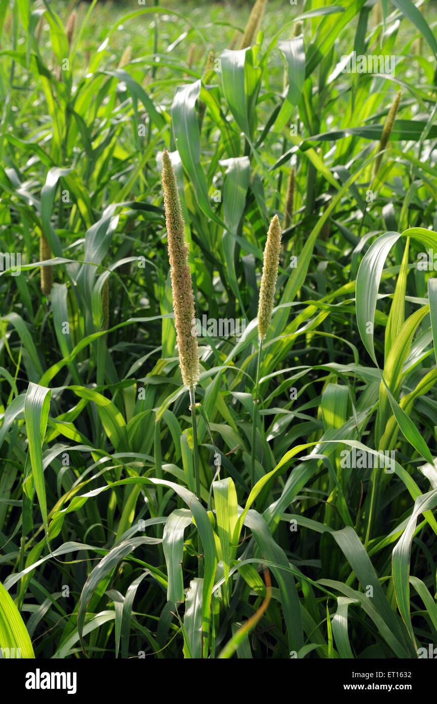 pearl millet crop, bajra fields, India Stock Photo Alamy