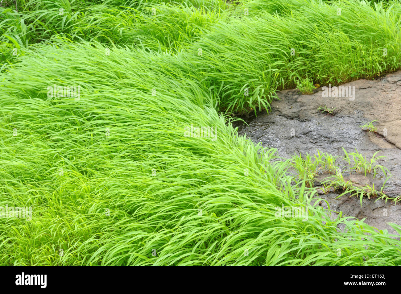 green grass swaying in the wind Stock Photo