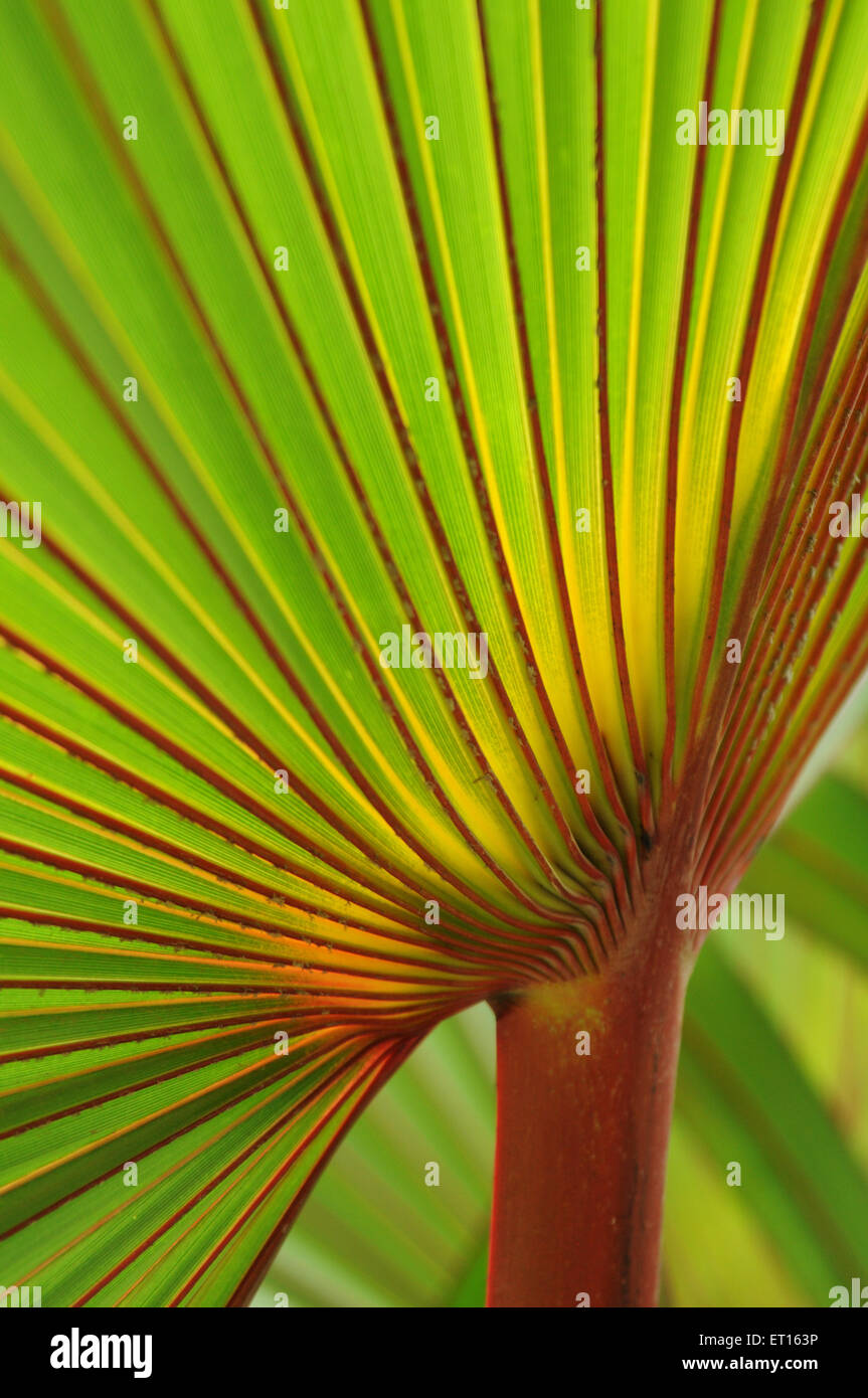 Cocktail palm tree green leaf Stock Photo