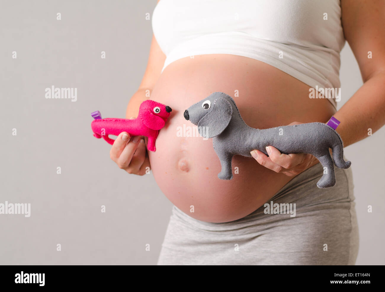 Pregnant woman maternity picture of her belly with a duck cuddly toy twins Stock Photo