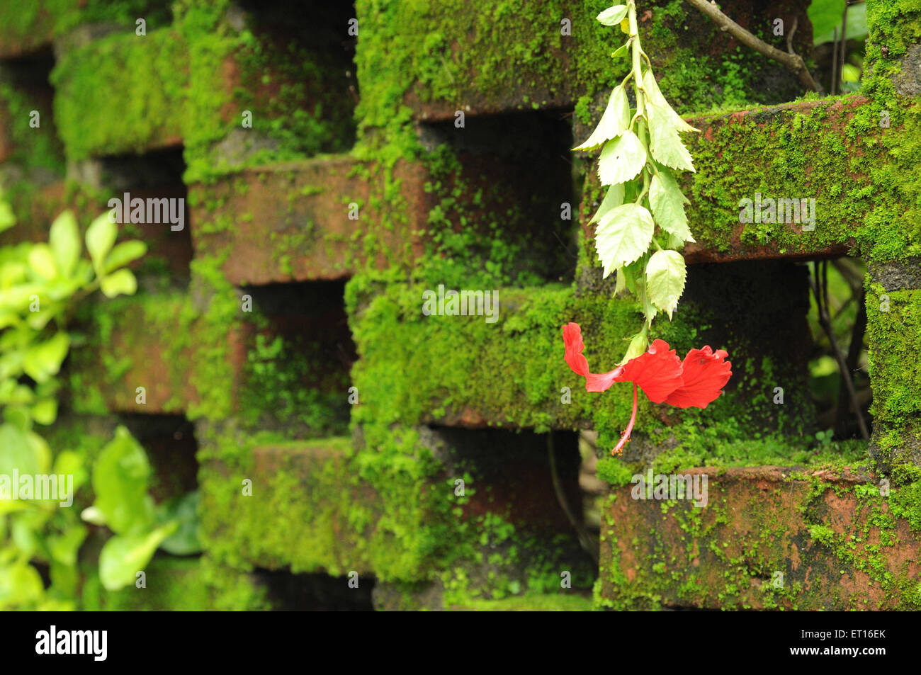 brick wall, green moss, green leaves Stock Photo