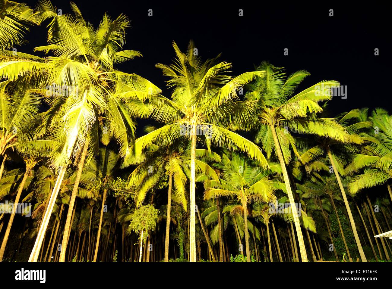 Coconut tree farm ; Goa ; India Stock Photo