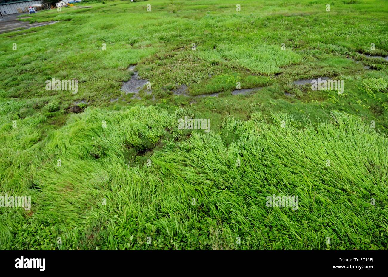 green grass swaying in the wind Stock Photo