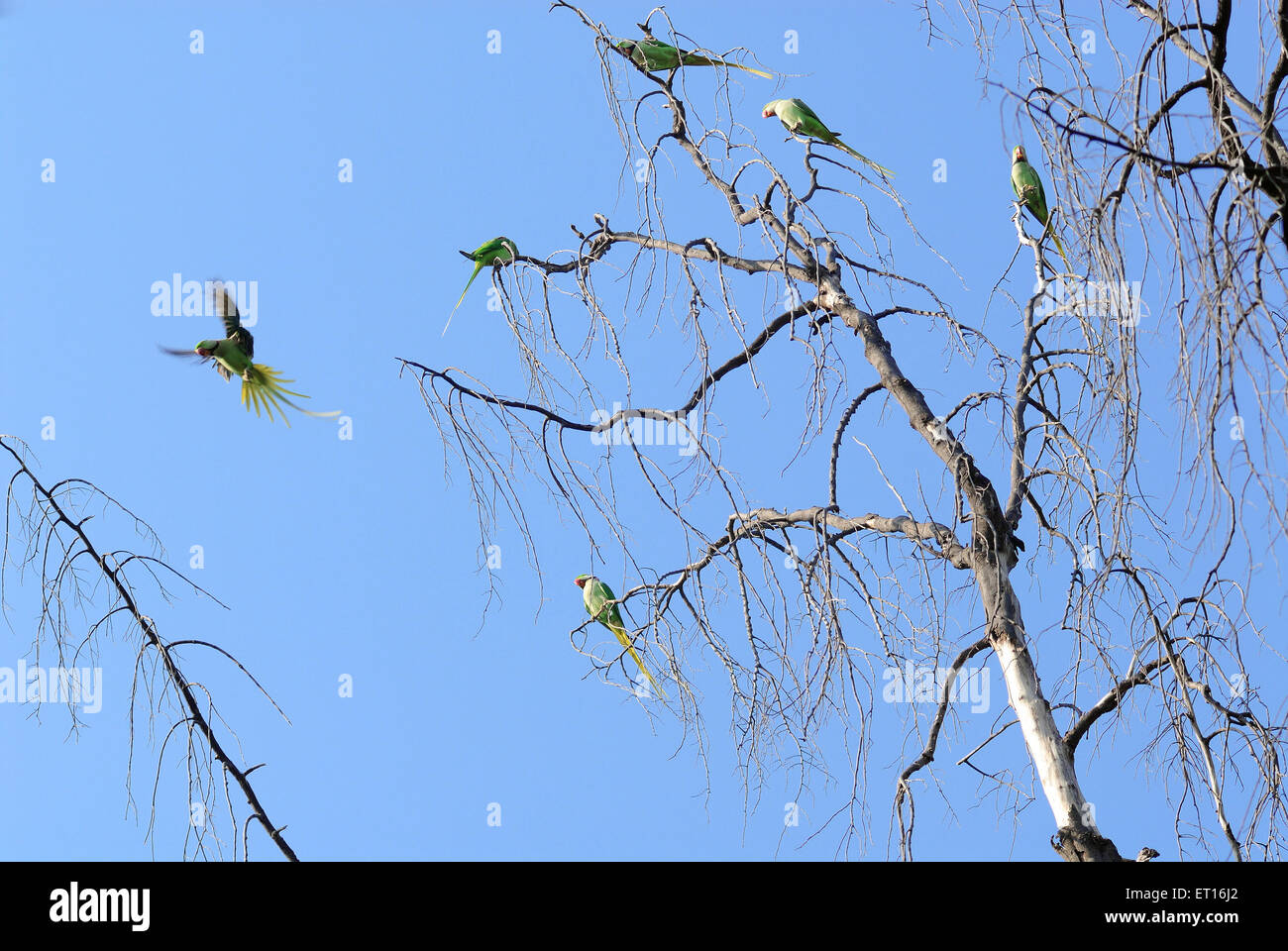 Parrots sitting on tree ; India Stock Photo