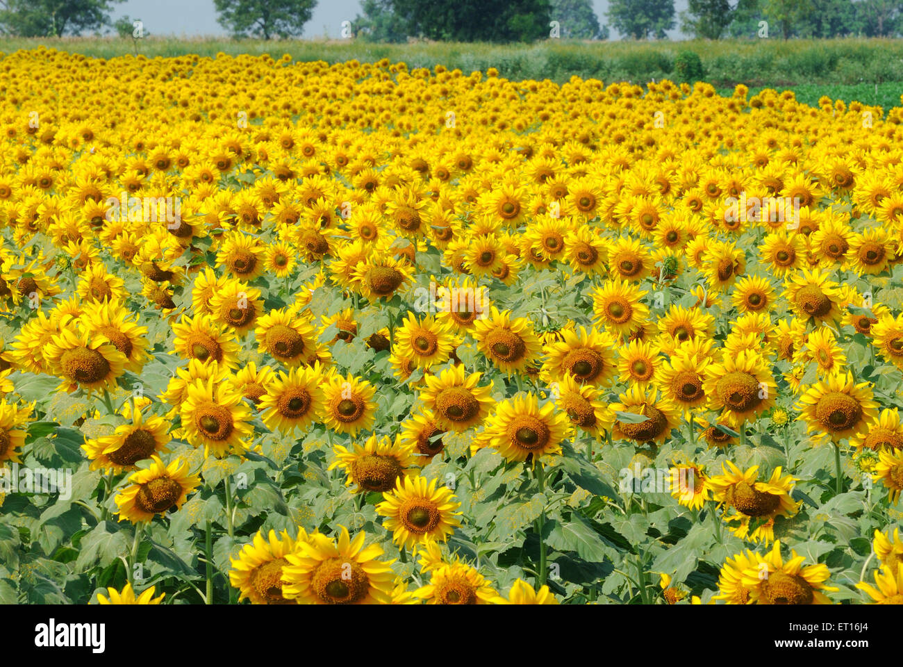 Indian Sunflowers Stock Photos & Indian Sunflowers Stock Images Alamy
