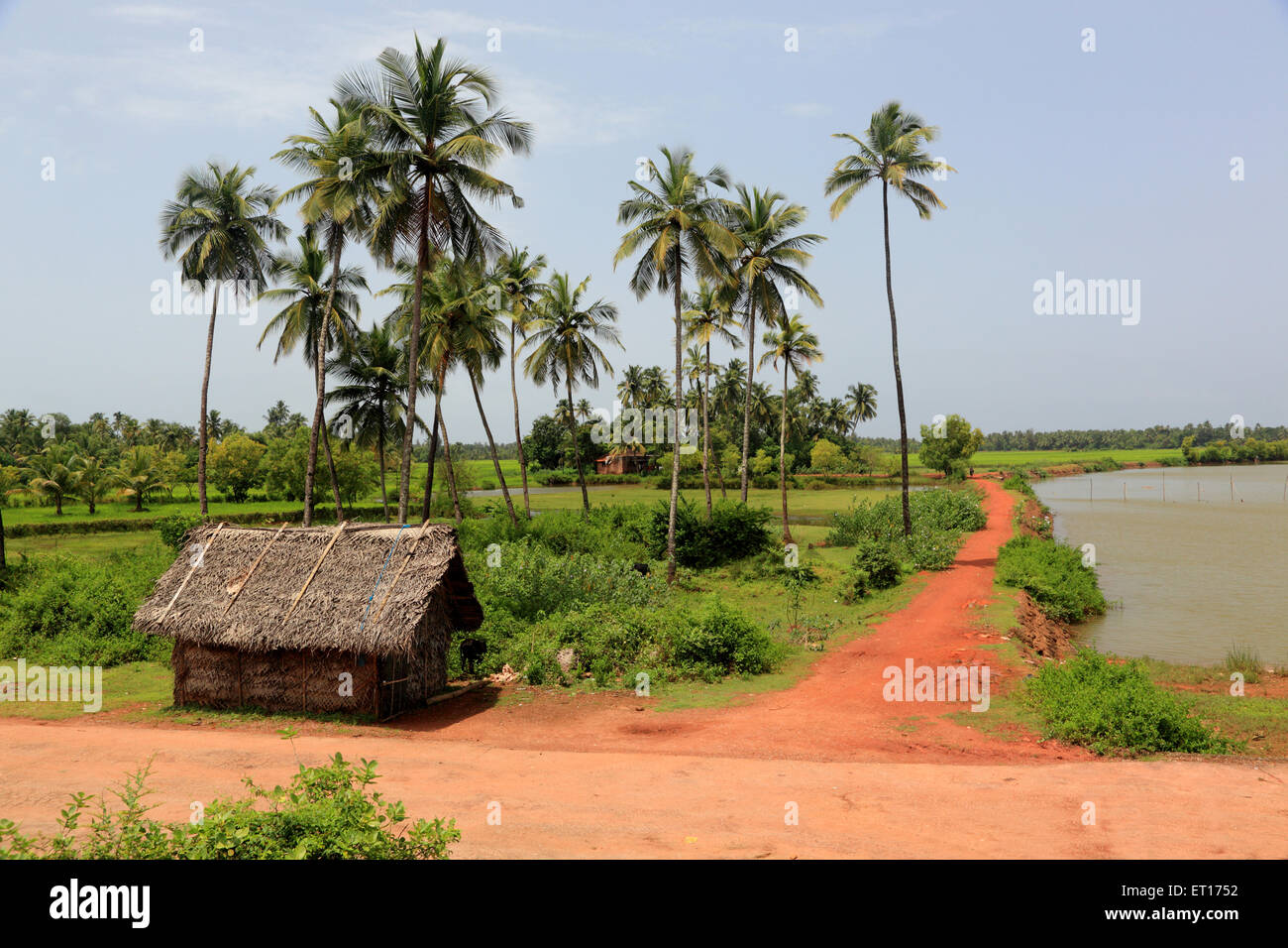 Hut, Palm trees, Honavar, Uttara Kannada, Karnataka, India, Asia Stock Photo